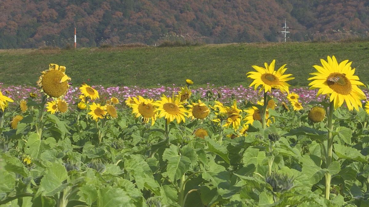 いま何月？小浜市でヒマワリが見ごろ コスモスとの共演で地元の人たちを楽しませる