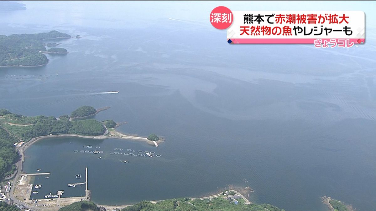 熊本県で赤潮被害が拡大　養殖ものだけでなく天然の魚にも…