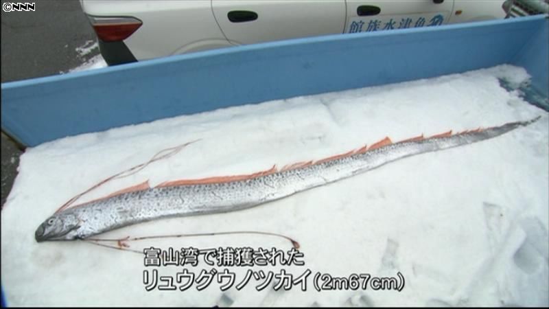 富山湾で珍魚「リュウグウノツカイ」捕獲
