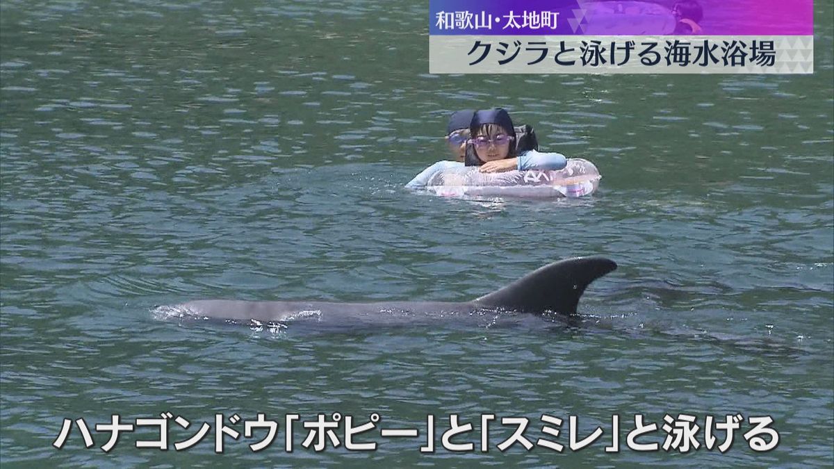 クジラと一緒に泳げるイベント　ハナゴンドウ2頭が海水浴場に 子どもたちは歓声　和歌山・太地町