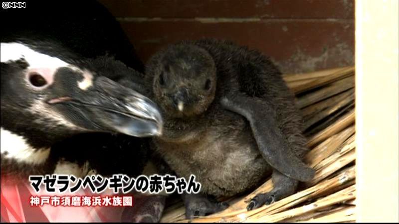 マゼランペンギンの赤ちゃん、すくすく育つ