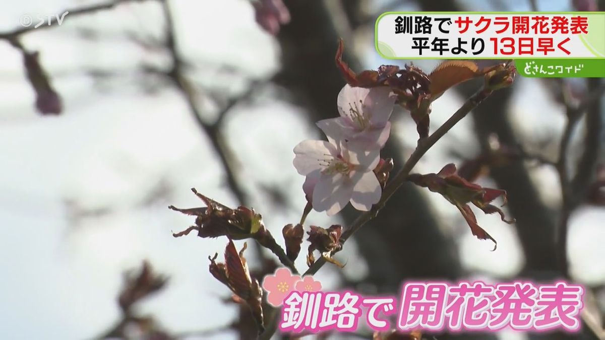 桜前線がゴール　北海道釧路市でエゾヤマザクラの開花を発表　平年より13日早い開花