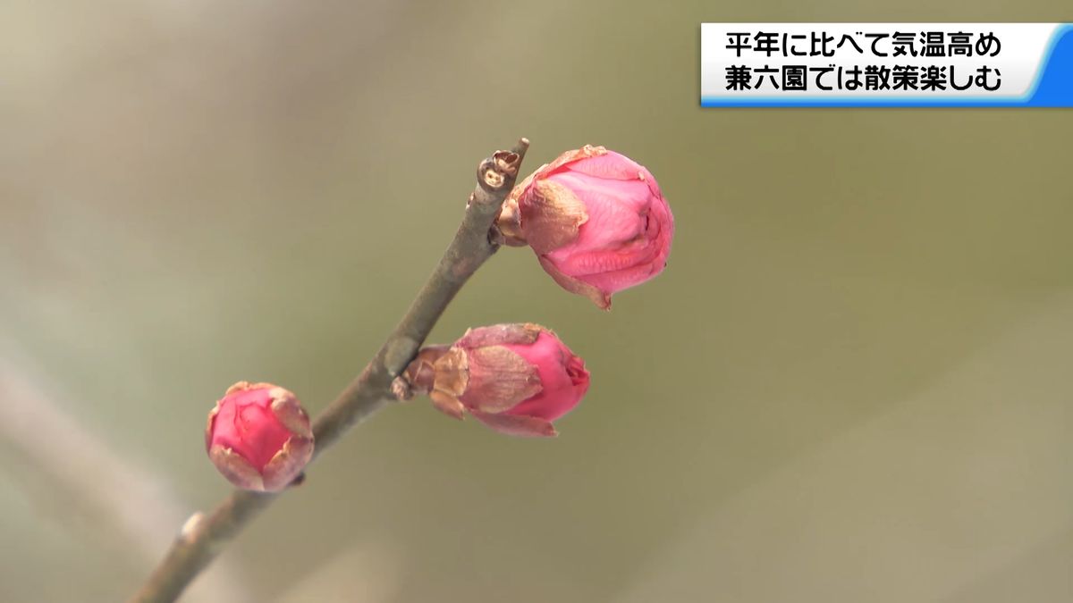 南からの暖かい空気流れ込み気温上昇の石川県内　ウメふくらむ兼六園で散策楽しむ　