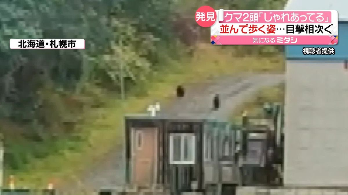 “並んで歩く”2頭のクマ　周辺で目撃相次ぐ　札幌市