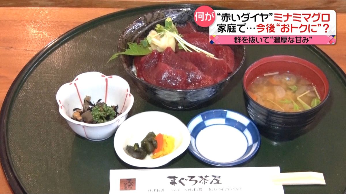 おトクに食卓に“ミナミマグロ”そのワケは