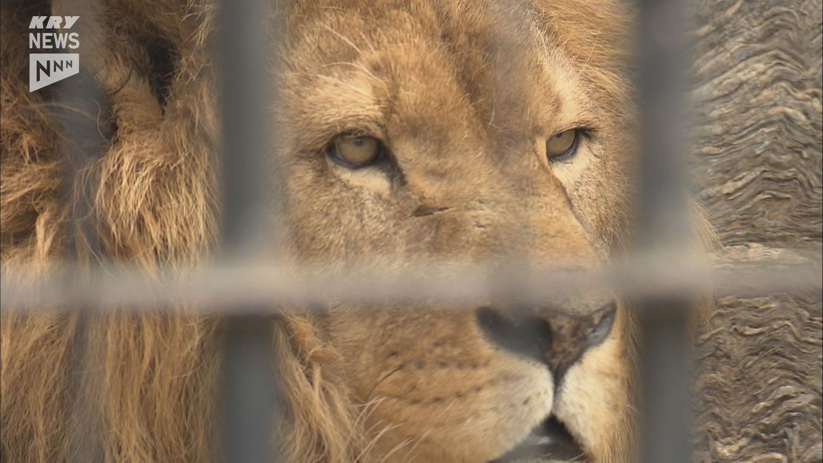 徳山動物園の人気者ライオン「モイカ」死ぬ…２２歳で人間なら８０歳～９０歳