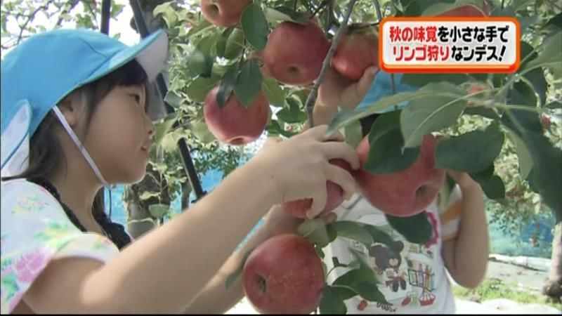 「あまーい！」園児らがリンゴ狩り　豊岡市