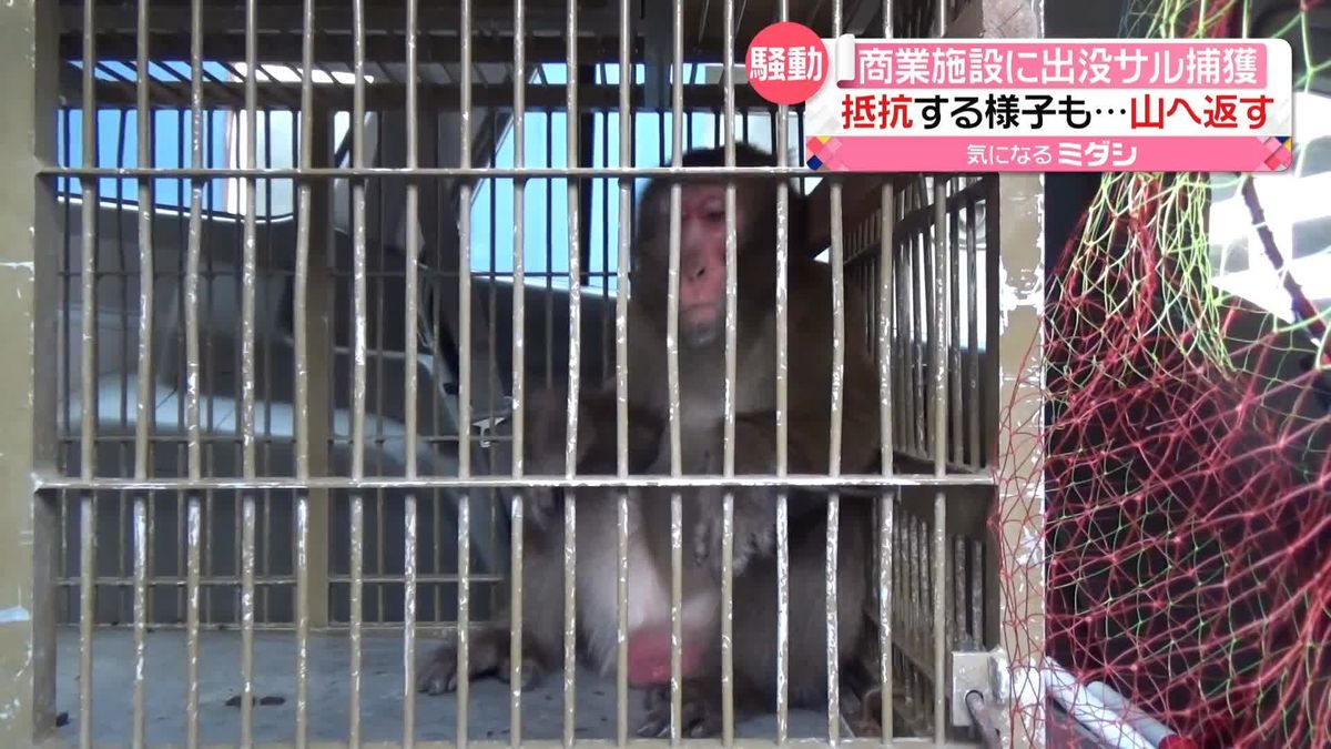 商業施設に出没の「サル」　2日にわたる捕獲作戦で無事に…　愛媛・松山市