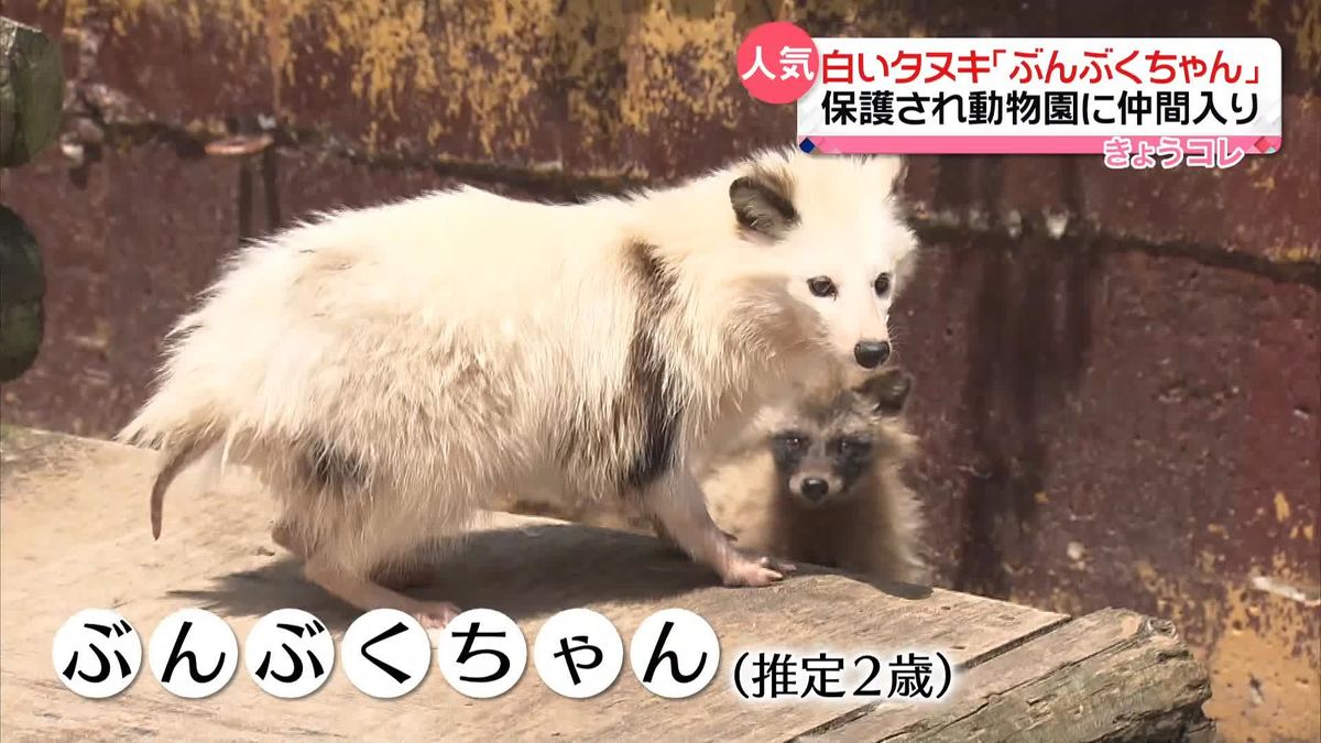 動物園の新・人気者？…白タヌキ「ぶんぶくちゃん」　香川の動物園に仲間入り
