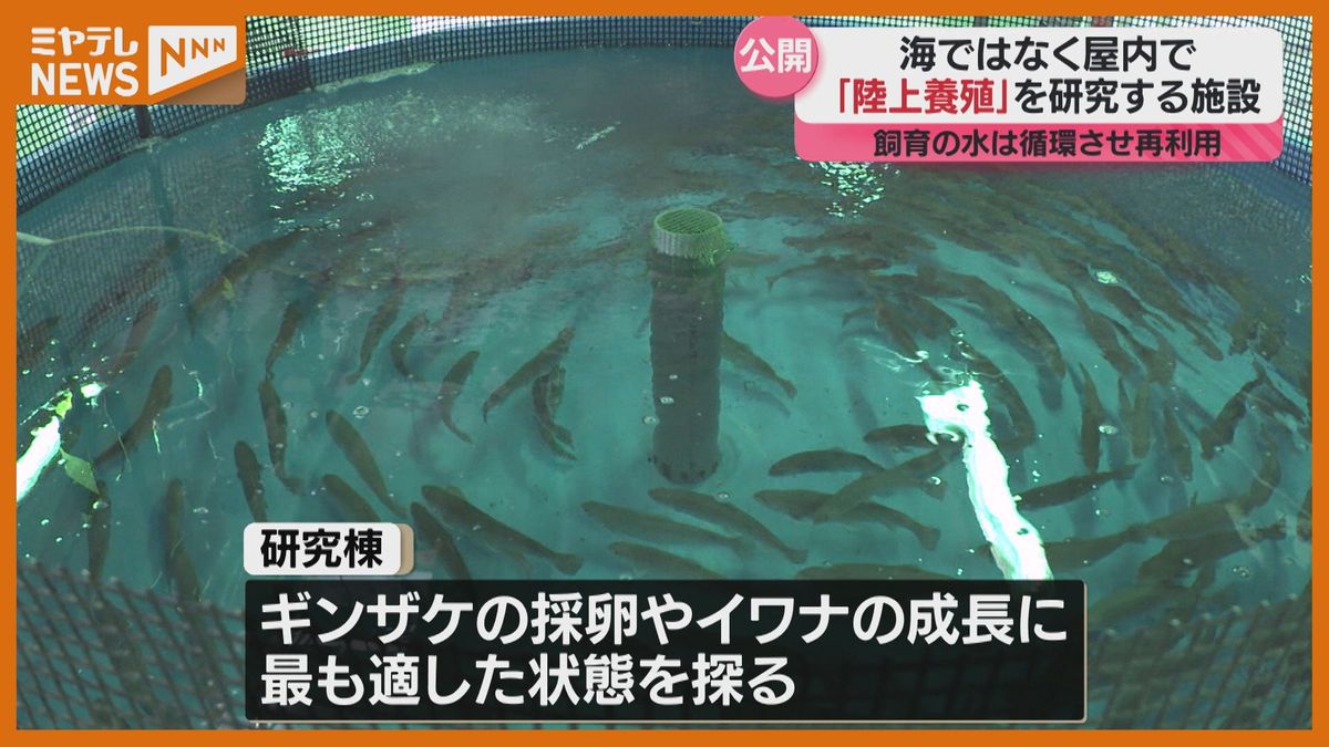 屋内施設で「養殖」の研究施設　水産物の安定生産めざす「獲れる魚も変わってきている中で…」宮城