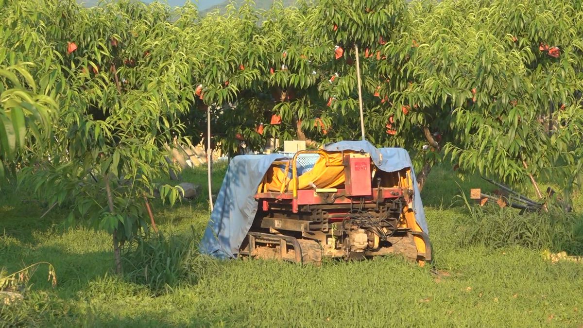 1か月で3件目 高所作業機の下敷きで女性死亡 桃畑で農作業中 山梨・笛吹市