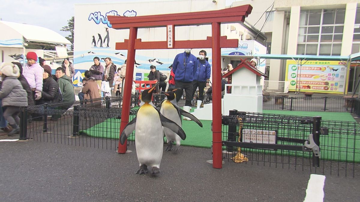 ペンギンの初詣 本番に向けて練習中 ヨチヨチ歩きで鳥居くぐる 坂井市･越前松島水族館