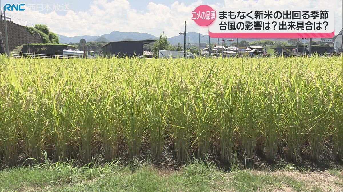 コメの品薄　香川県内の生産や販売の現場は　まもなく新米の出回る季節