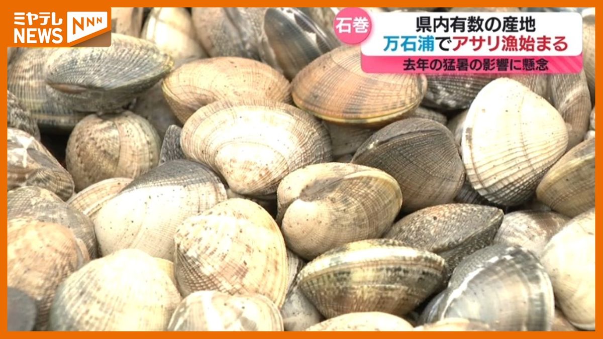 【<アサリ漁>始まる】宮城県内有数のアサリの産地「万石浦」（宮城・石巻市）