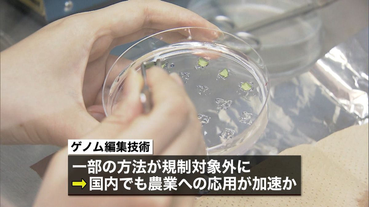 ゲノム編集一部方法を規制対象外にする方針