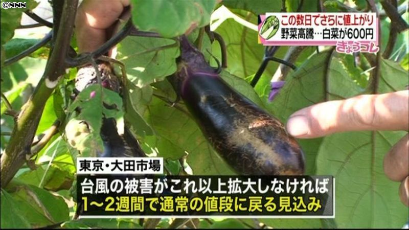 白菜６００円…台風の影響で野菜価格が高騰