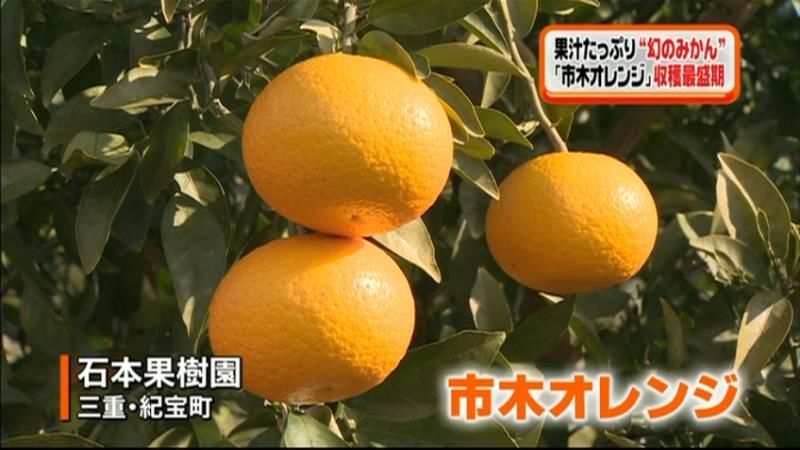 “幻のみかん”市木オレンジの収穫が最盛期