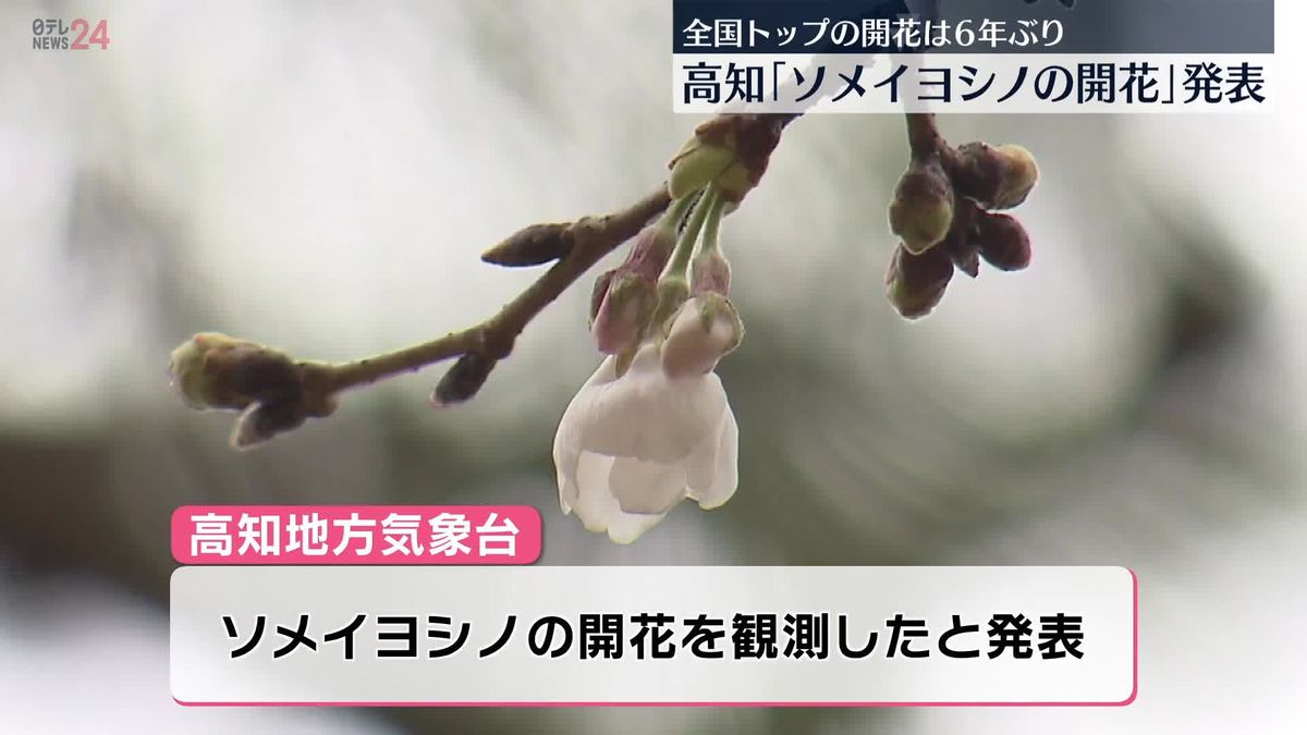 高知で「ソメイヨシノの開花」発表　全国トップの開花は6年ぶり