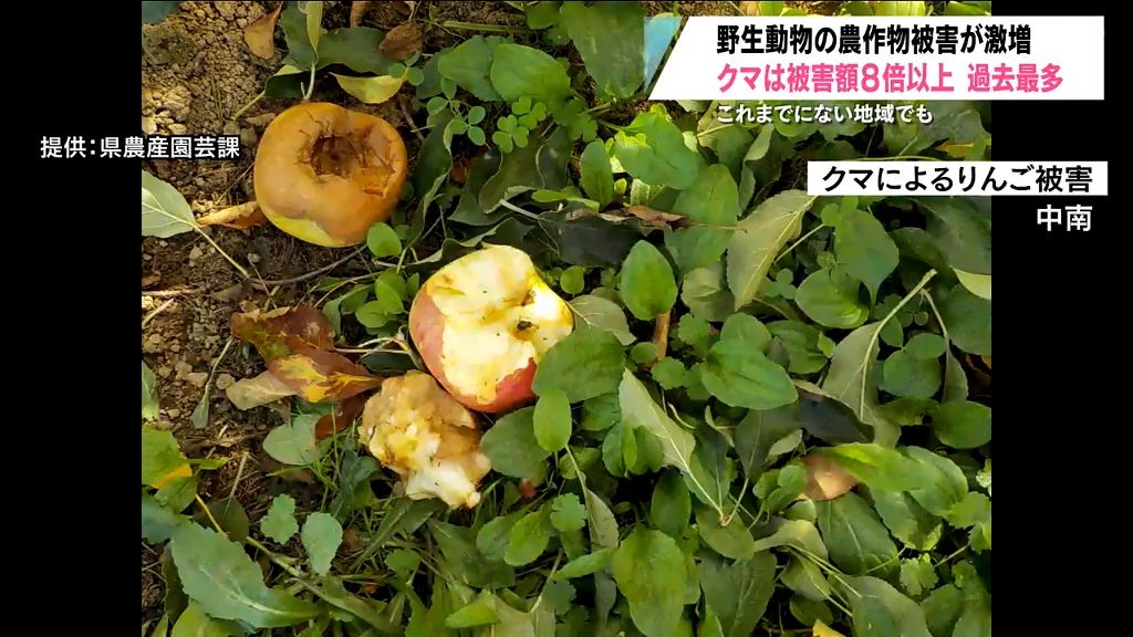 ツキノワグマの食害被害額が8倍以上で過去最多　被害が多かったのは…