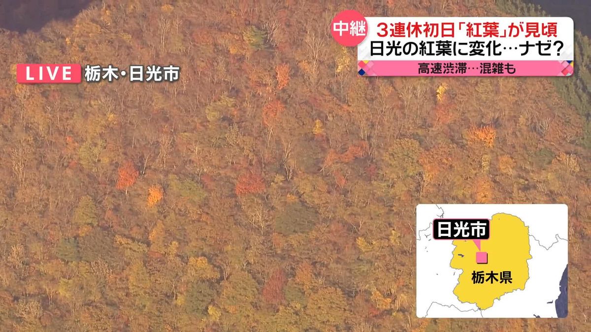 3連休初日…秋晴れで紅葉見頃　栃木県の日光から【中継】