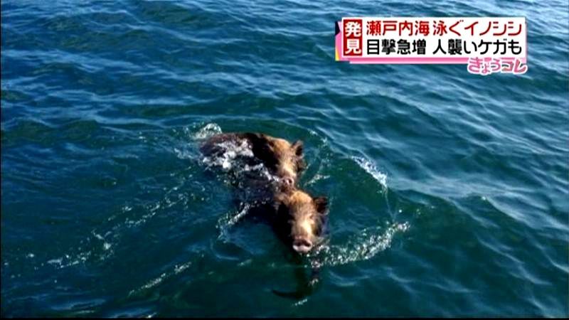 海泳ぐ姿も…香川県でイノシシ被害相次ぐ