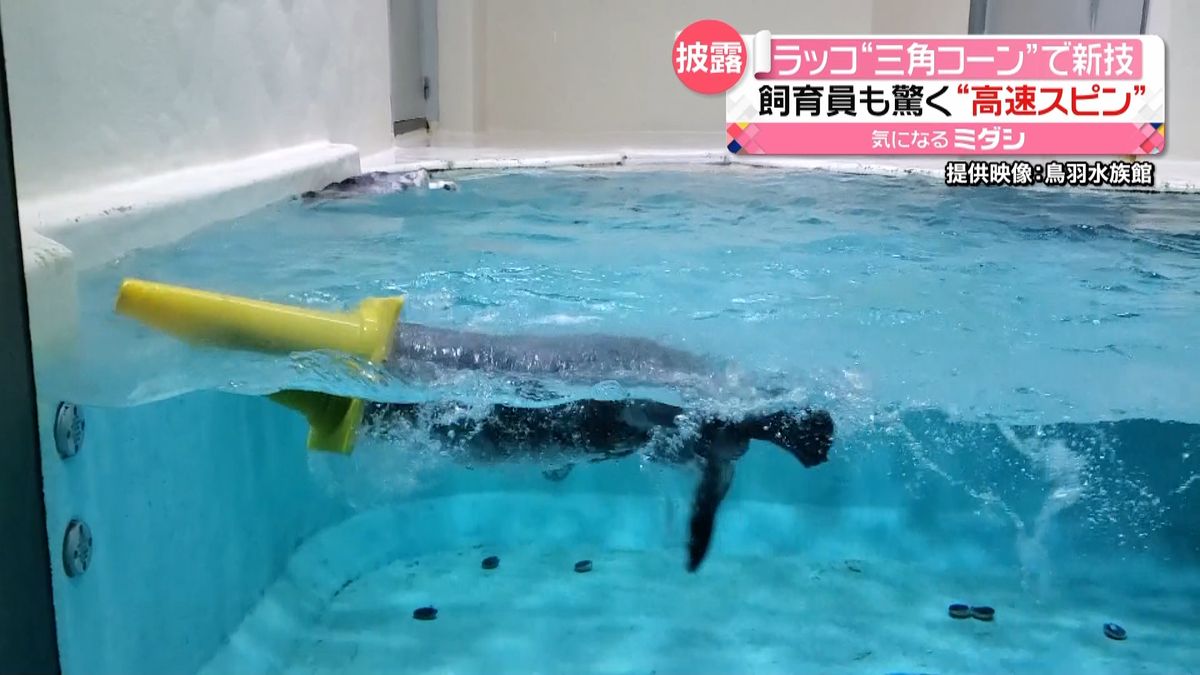 三角コーンかぶり水中で高速スピン！鳥羽水族館のラッコが“新技”披露