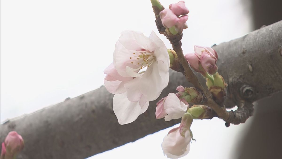 【速報】広島地方気象台　桜の開花発表