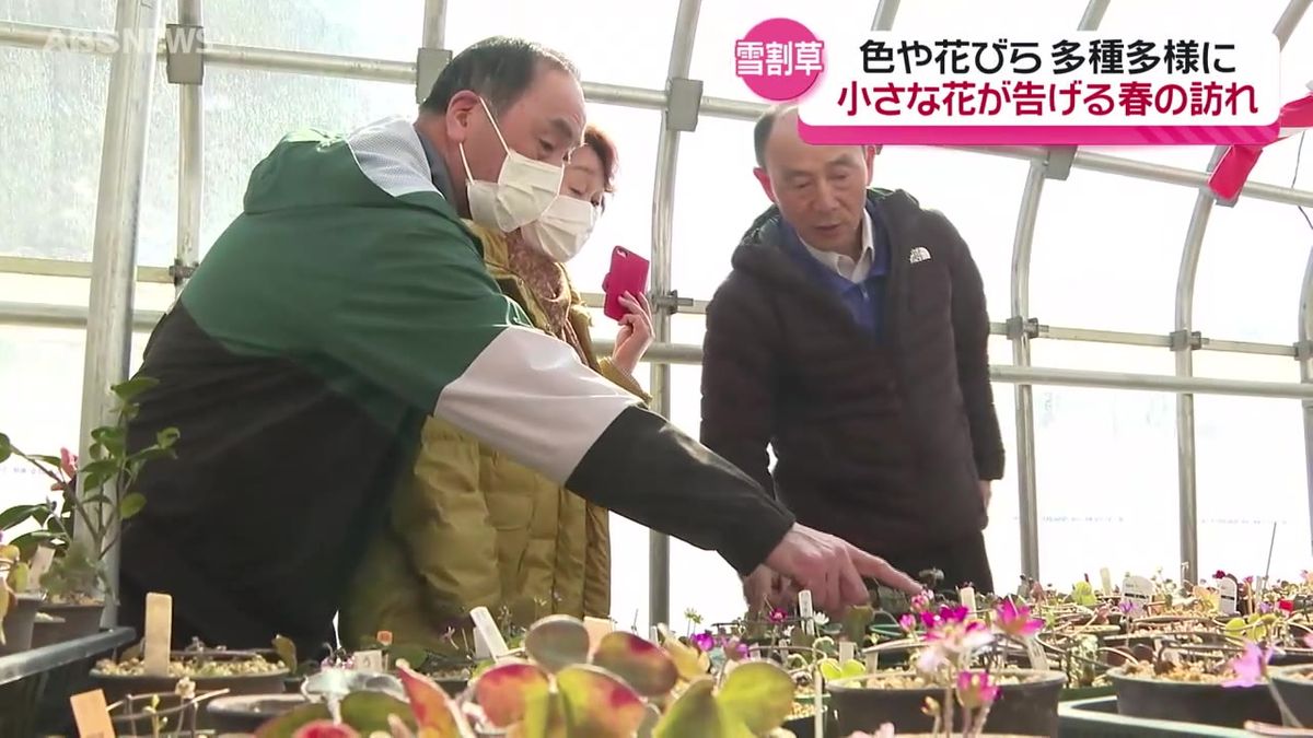 春の訪れを告げる「雪割草」今年も可憐な花　山あいの集落で無料公開　横手市