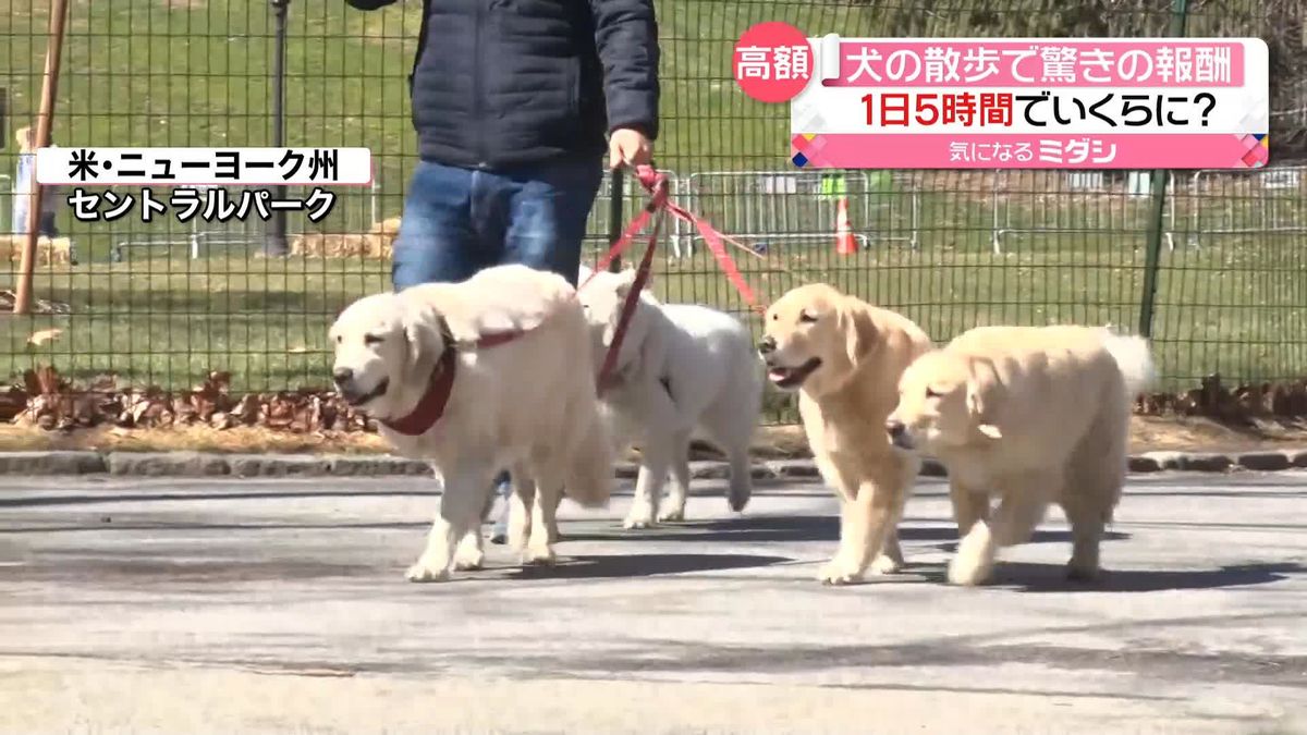 “犬の散歩”で驚きの報酬　1日5時間で年収1500万円　アメリカ