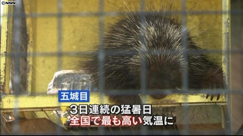 動物もぐったり…秋田は各地で真夏日に