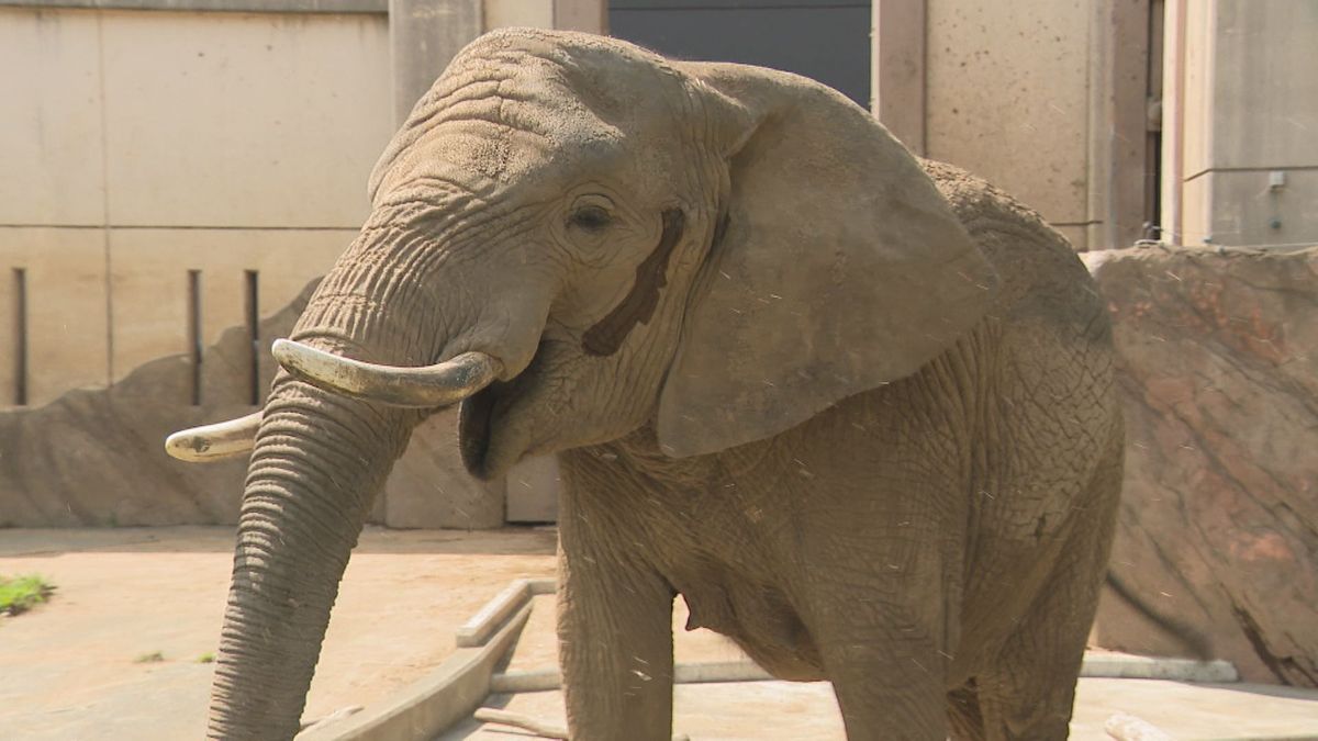 盛岡市動物公園ZOOMOのアフリカゾウ・マオ2回目の人工授精　無事に施術