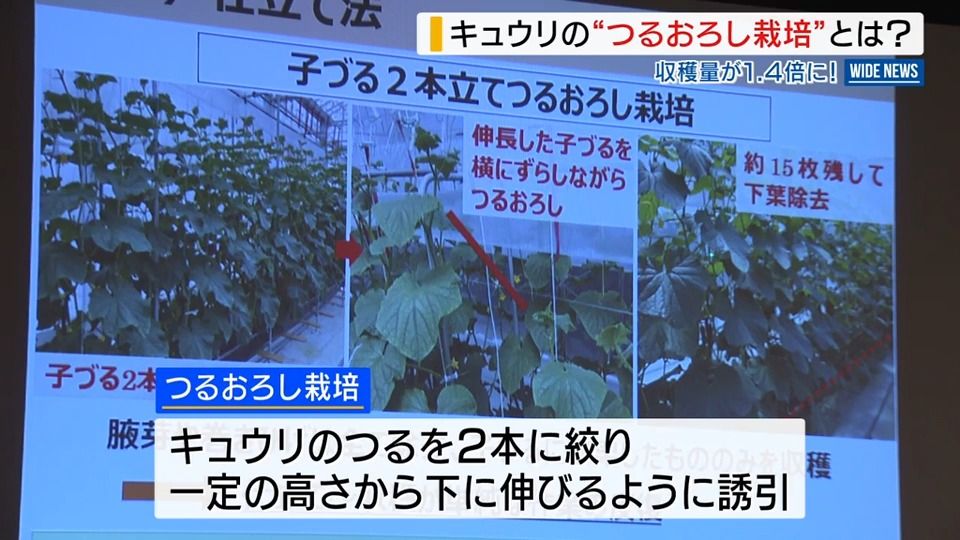 収穫量が1.4倍！キュウリの「つるおろし栽培」とは？県の研究員が成果発表 山梨