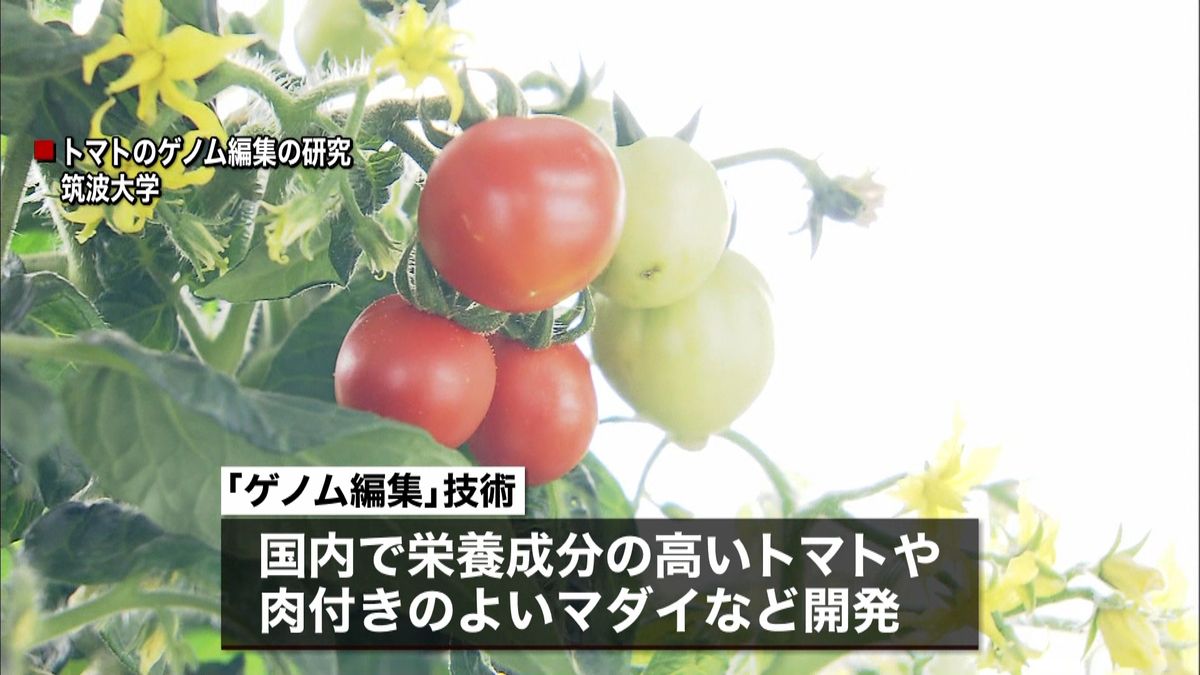 「ゲノム編集」食品　届け出のみ義務付けへ