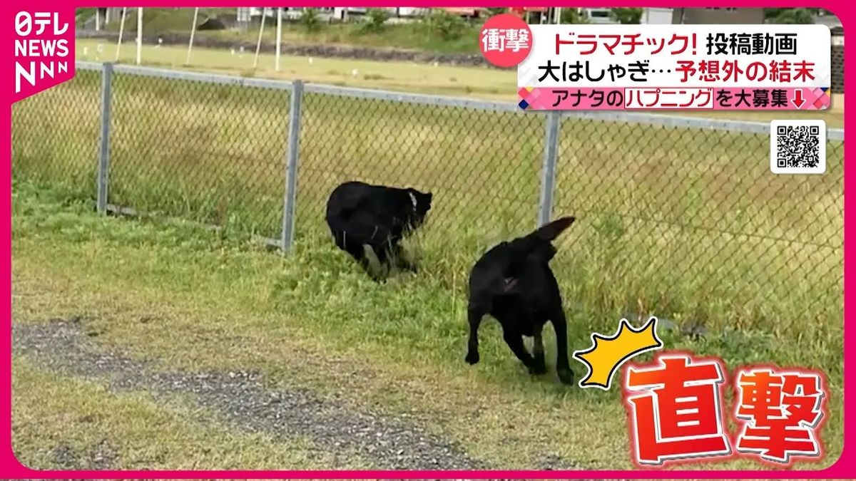 【投稿動画】はしゃぎすぎたラブラドールレトリバー…向かった先に待ち受けていたのは！『every.特集』