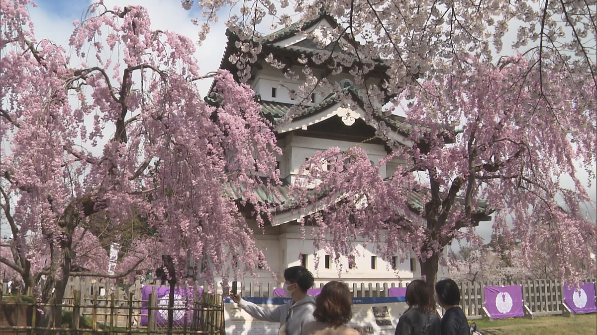 「今のところ順調に…」今年も早咲き？弘前公園の最新独自予想は『4月16日』　桜・天守・岩木山を一緒に見る景色は今年で最後　青森県弘前市