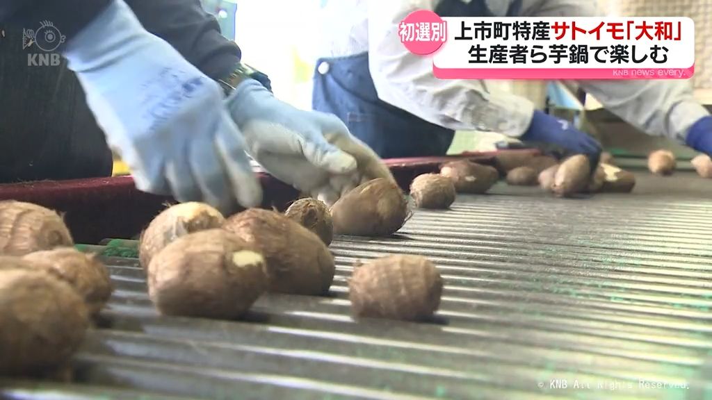 上市町特産サトイモ「大和」初出荷　生産者が芋鍋で楽しむ