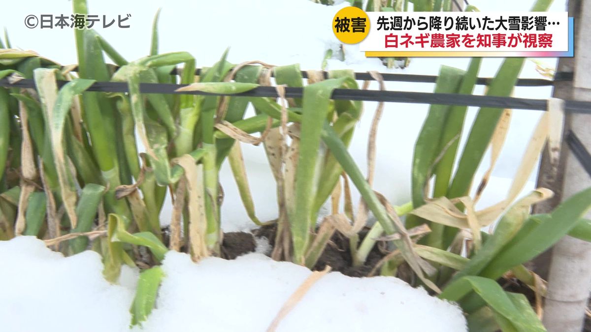 農場「見た目は悪いですけど味は今まで以上」大雪の影響を受けた白ネギ　平井知事が被害状況を視察　鳥取県八頭町