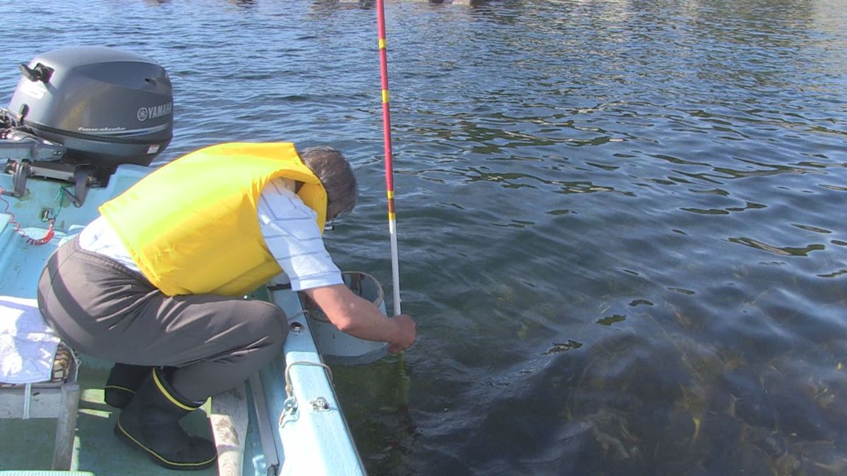 高温が続く中 福井市沿岸で「磯焼け」が発生 天然ワカメ収穫に影響