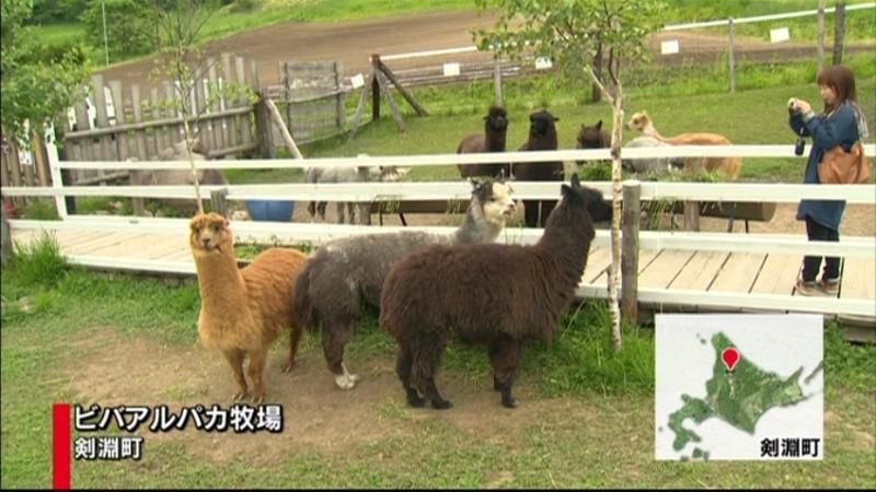 夏の装いへ♪アルパカの毛刈り　北海道