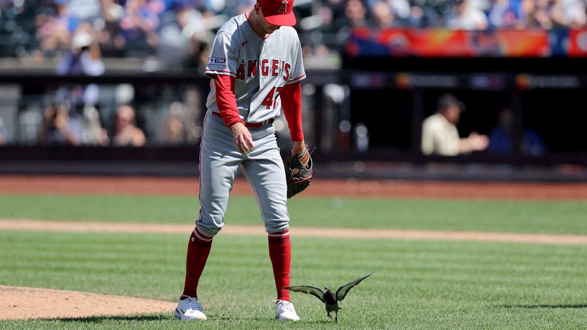 【ハプニング】大谷翔平の試合に珍客 「ハトも大谷翔平見たいよな」と共感の声も