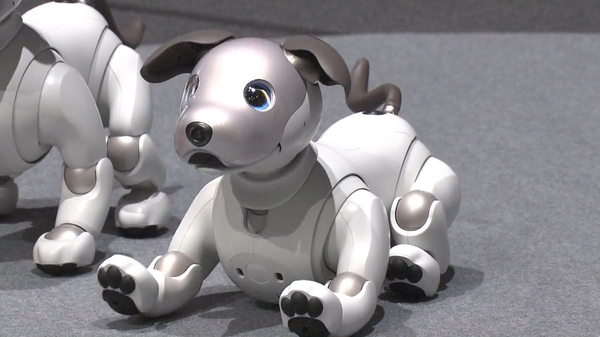 犬型ロボット「アイボ」１２年ぶり新作発表