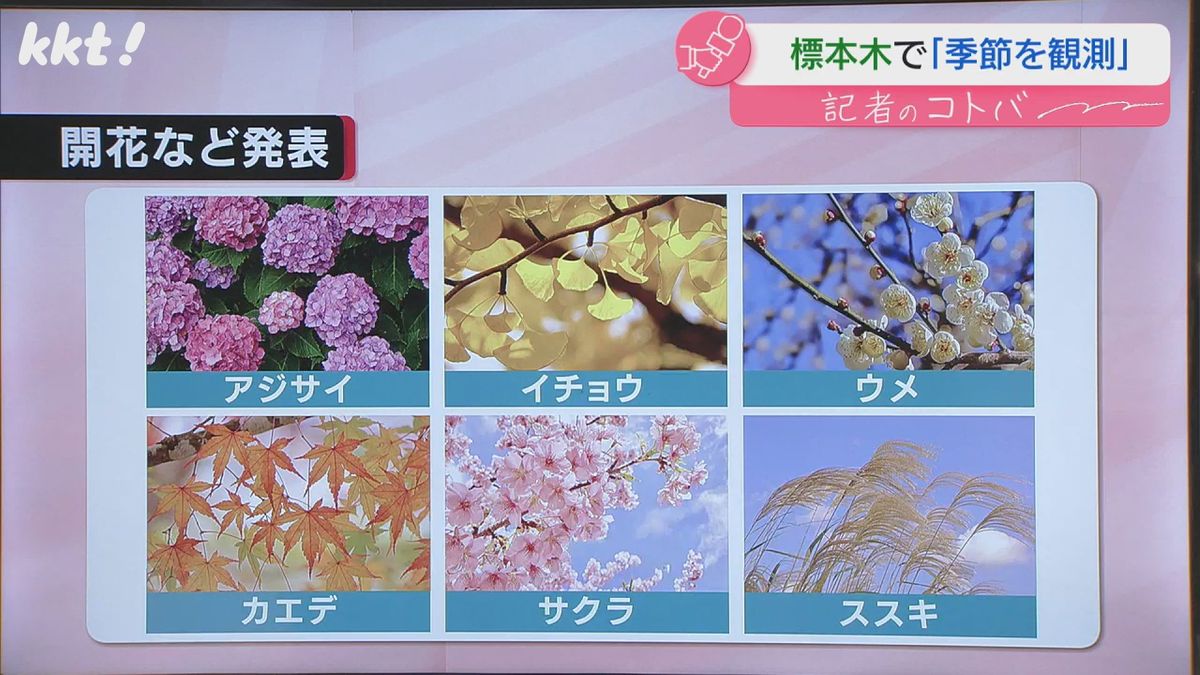 熊本地方気象台が開花などを発表する植物