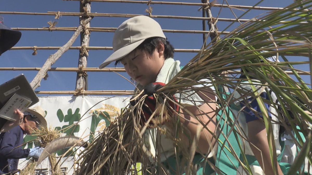 奈良の東大寺に米を奉納「お米送り」　福井市の児童たちがコシヒカリの稲刈り取り