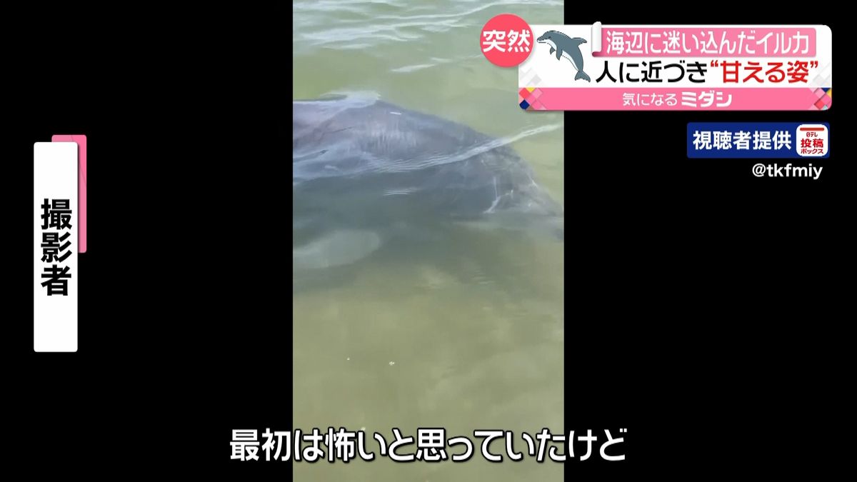 海辺に迷い込んだイルカ　人に近づき…