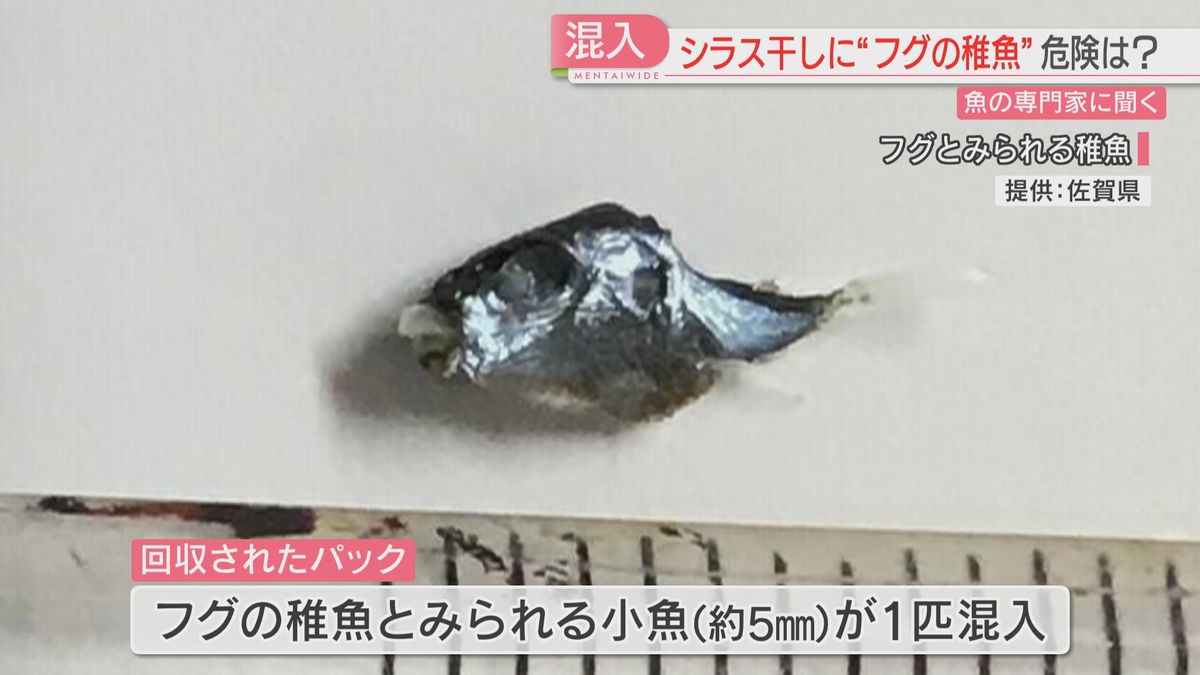 佐賀市で『シラス干し』パックにフグの稚魚1匹混入　専門家に聞いた危険性は？