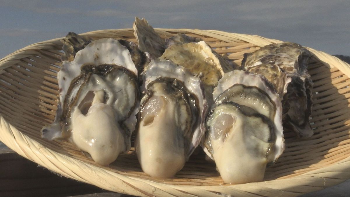 ぷりぷり食感「若狭かき」 小浜で水揚げ最盛期 1年かけて育てた深いうま味