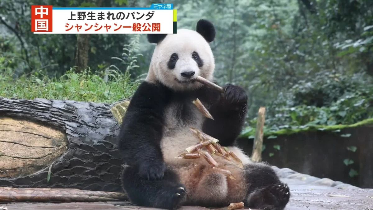 “臆病で人見知り”とも…上野生まれのパンダのシャンシャン、中国で一般公開はじまる「姫がやっと来てくれた！」