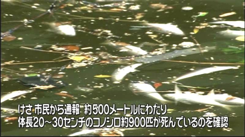 ４７万匹死んでいた運河でまた魚の大量死