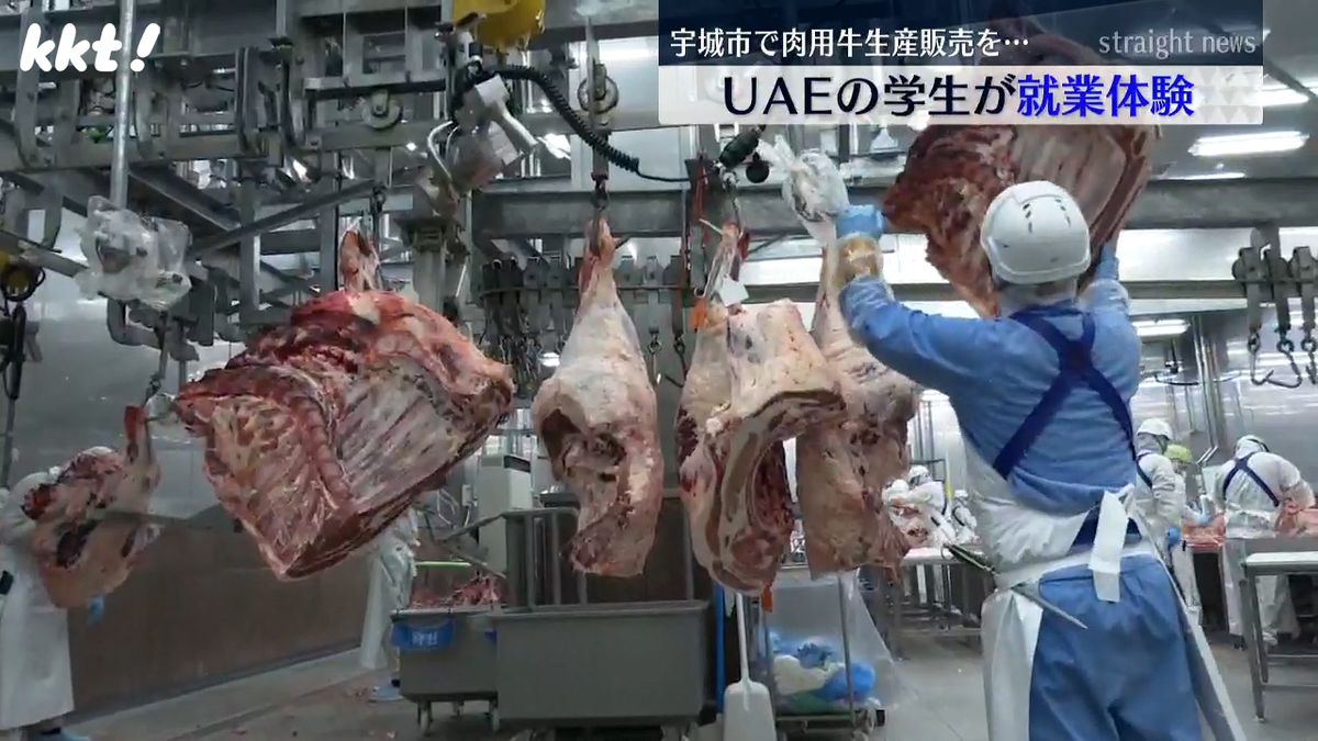 UAEアラブ首長国連邦の学生が肉用牛生産や販売などを就業体験