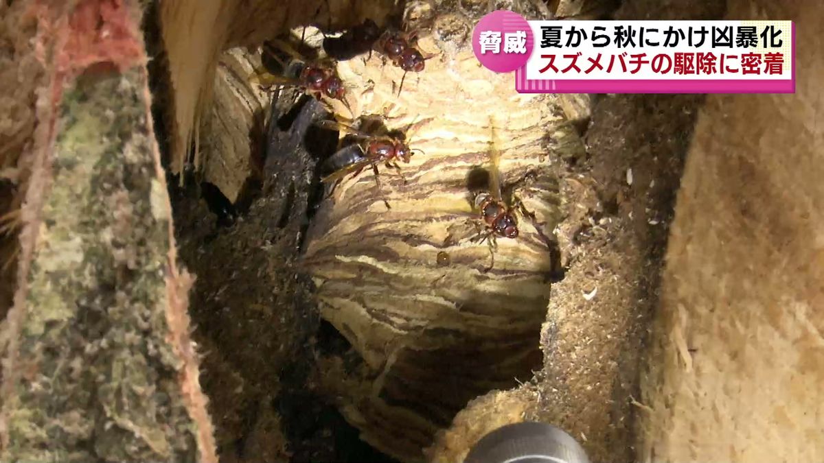 夏から秋にかけて凶暴化　危険な現場…スズメバチの駆除に密着 《新潟》